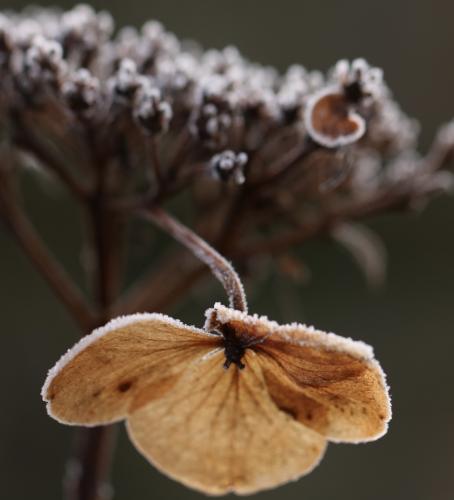 Macrofotografie in natuur en techniek