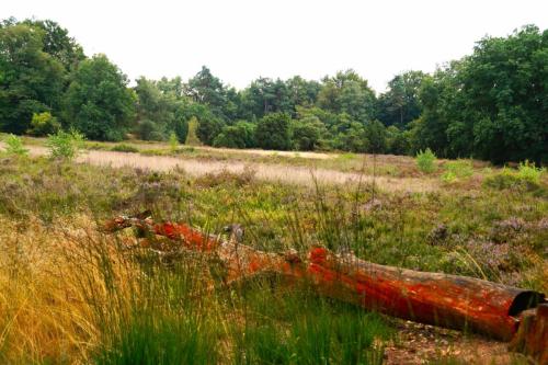 Excursie Buurserzand