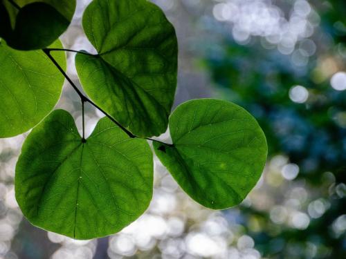Vlindertuin Leo Stichting