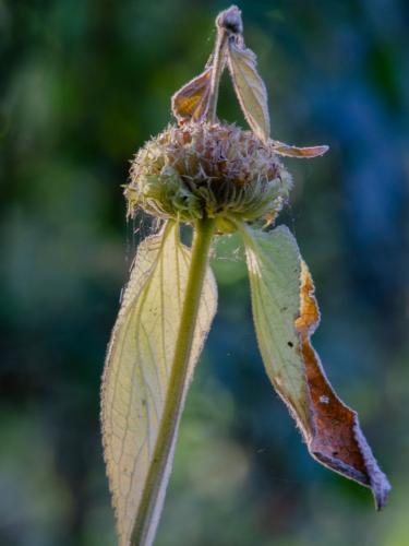 Vlindertuin Leo Stichting
