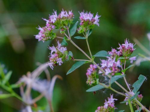 Vlindertuin Leo Stichting