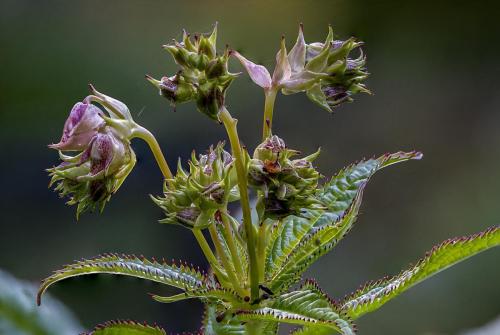 Vlindertuin Leo Stichting
