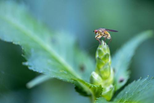 Vlindertuin Leo Stichting