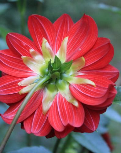 Vlindertuin Leo Stichting