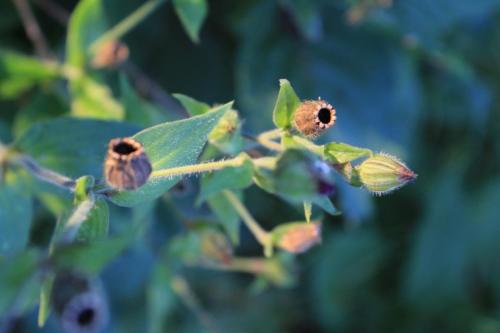 Vlindertuin Leo Stichting