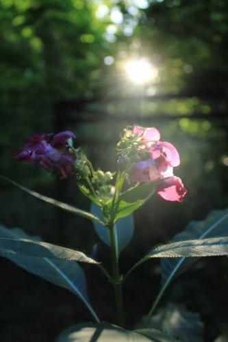 Vlindertuin Leo Stichting