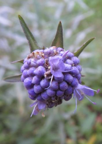 Vlindertuin Leo Stichting