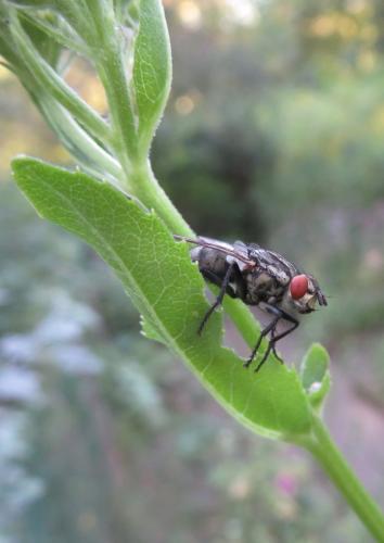 Vlindertuin Leo Stichting