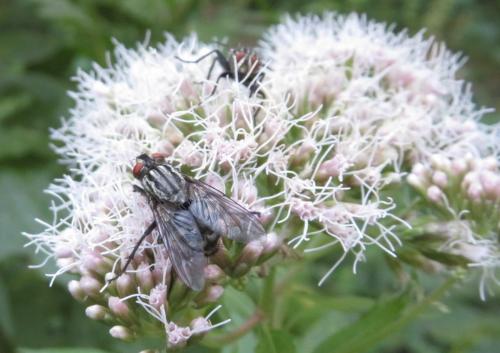 Vlindertuin Leo Stichting