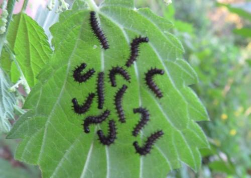 Vlindertuin Leo Stichting