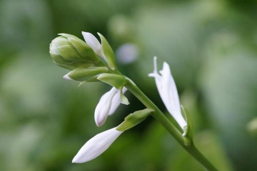 Vlindertuin Leo Stichting
