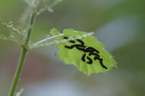 Vlindertuin Leo Stichting
