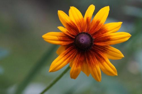 Vlindertuin Leo Stichting