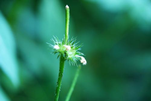 Vlindertuin Leo Stichting