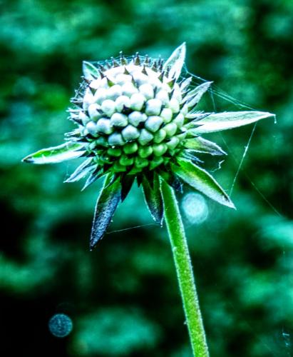 Vlindertuin Leo Stichting