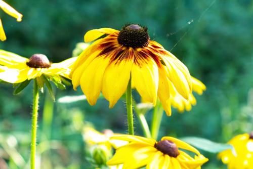 Vlindertuin Leo Stichting