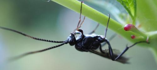 Vlindertuin Leo Stichting