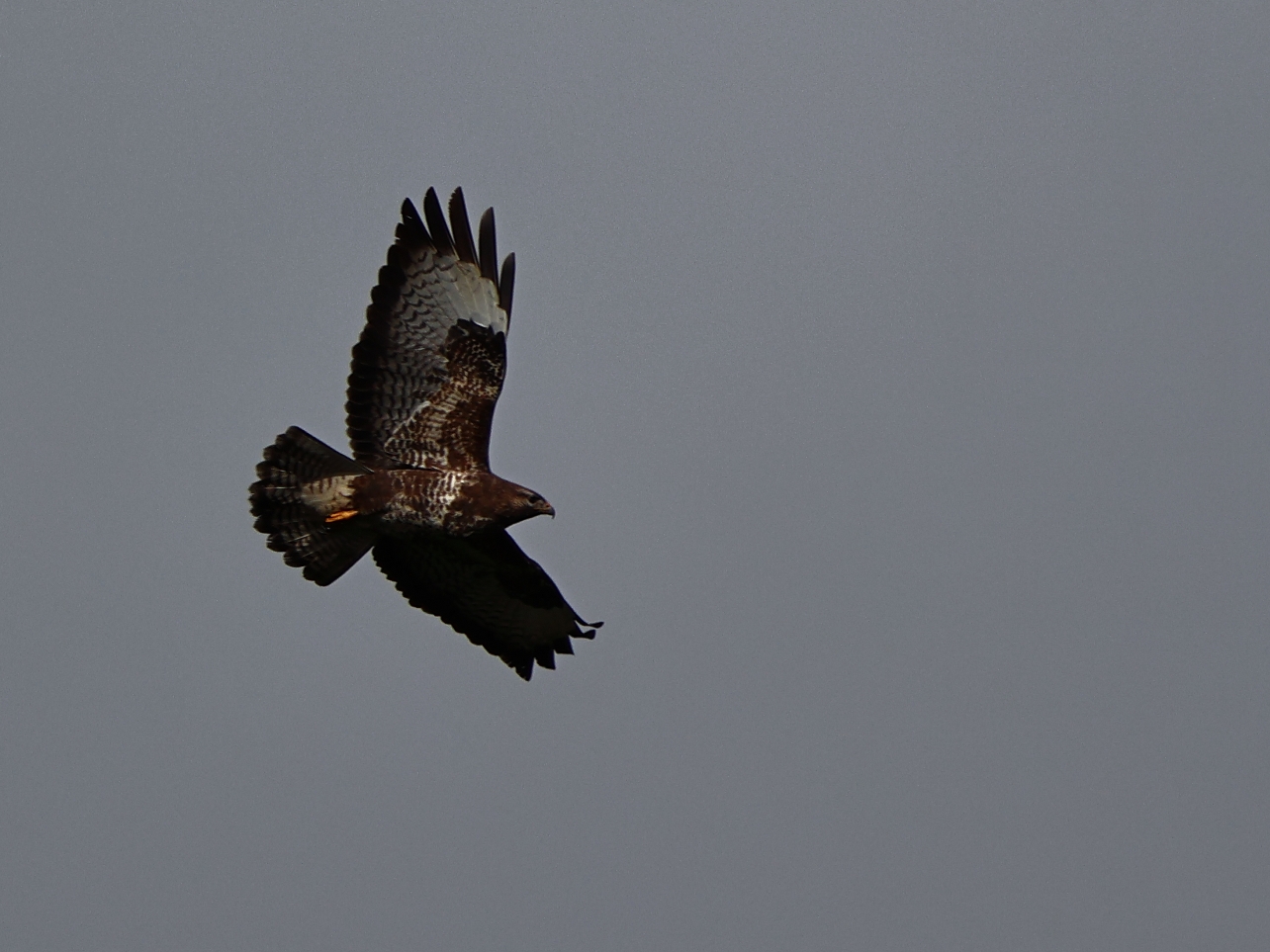 Natasja Klein Nulent