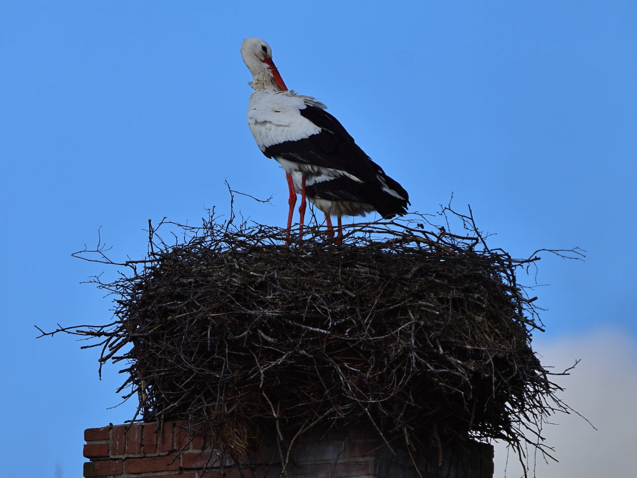 Natasja Klein Nulent