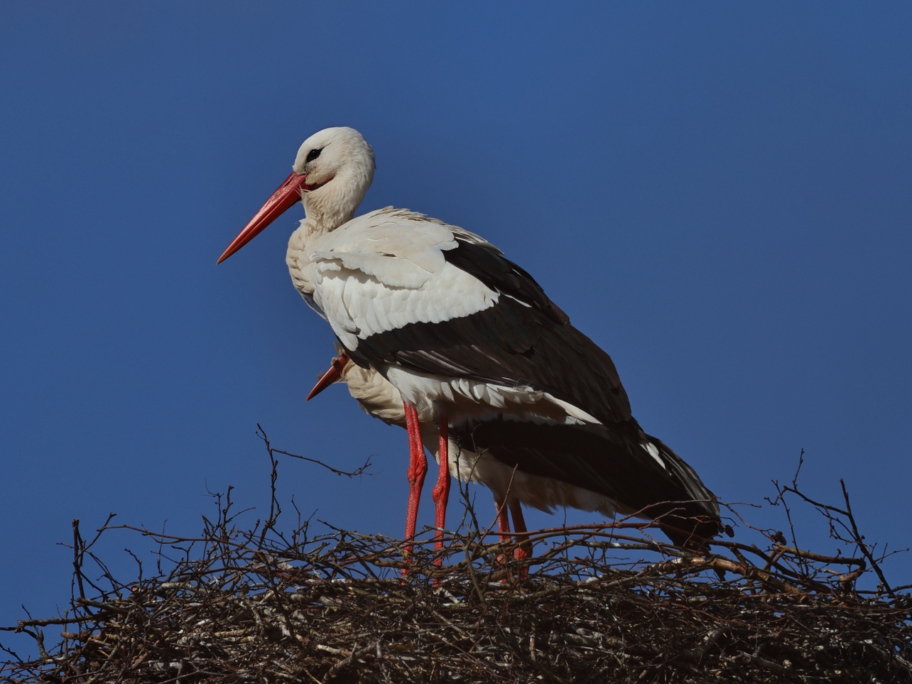 Natasja Klein Nulent