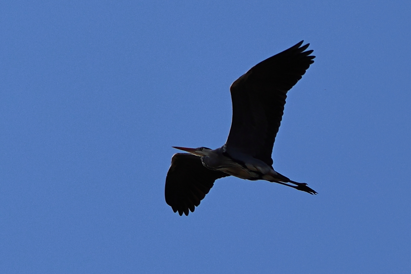 Natasja Klein Nulent