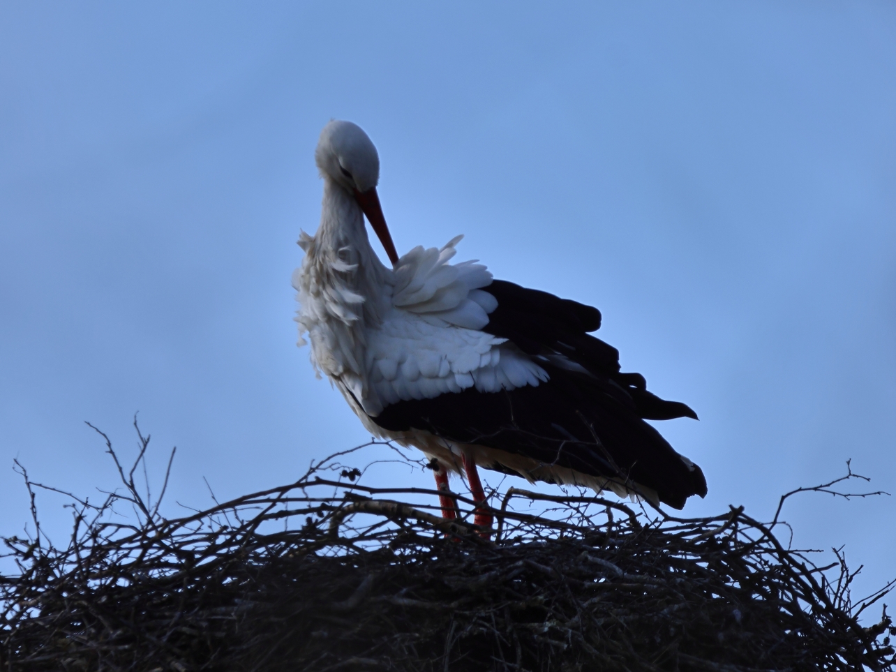 Natasja Klein Nulent