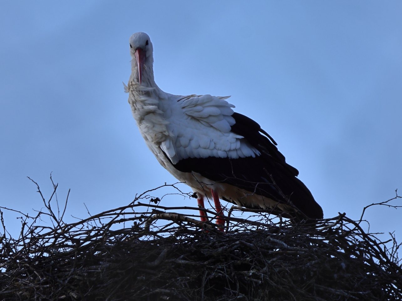 Natasja Klein Nulent