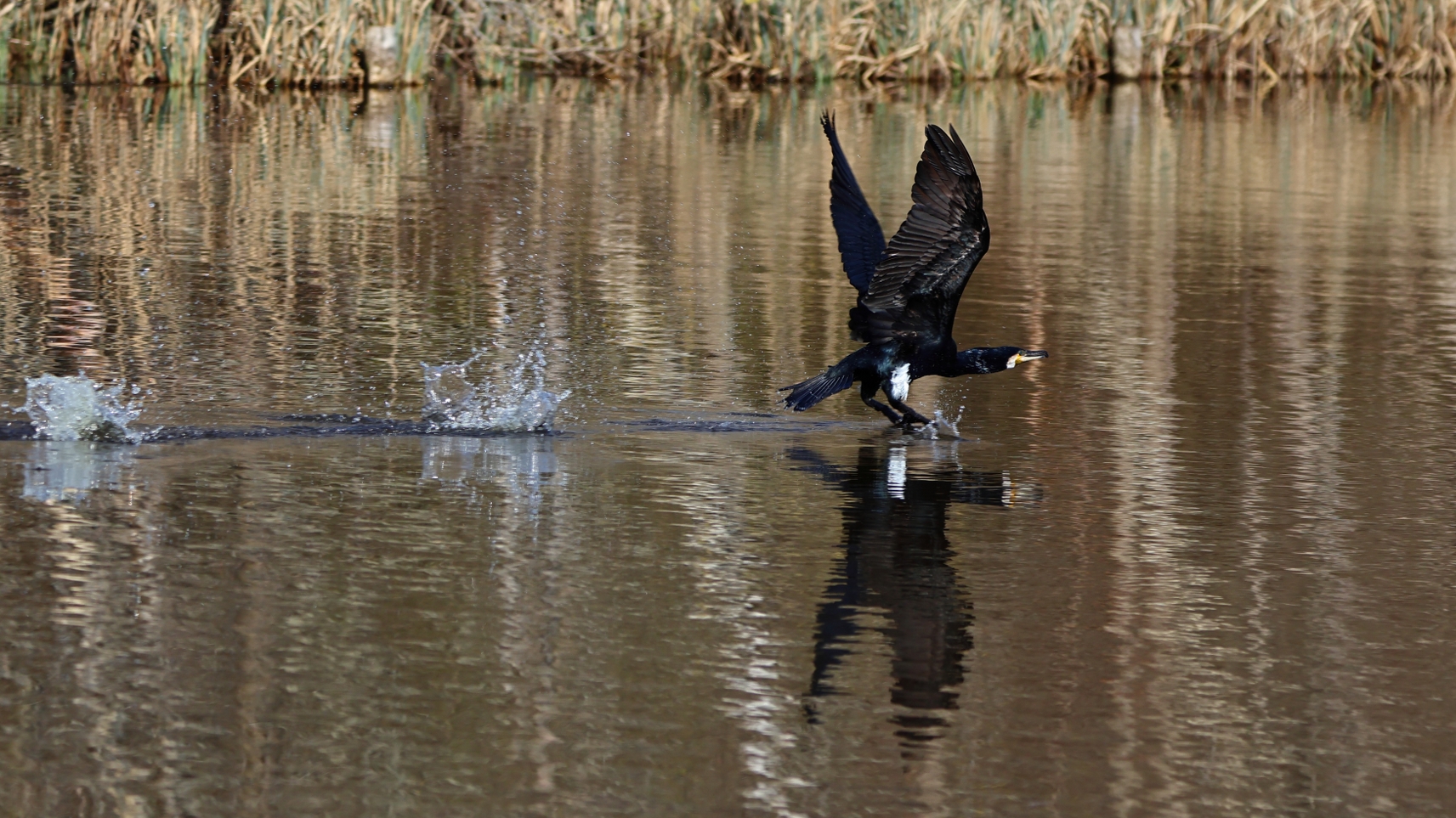 Natasja Klein Nulent