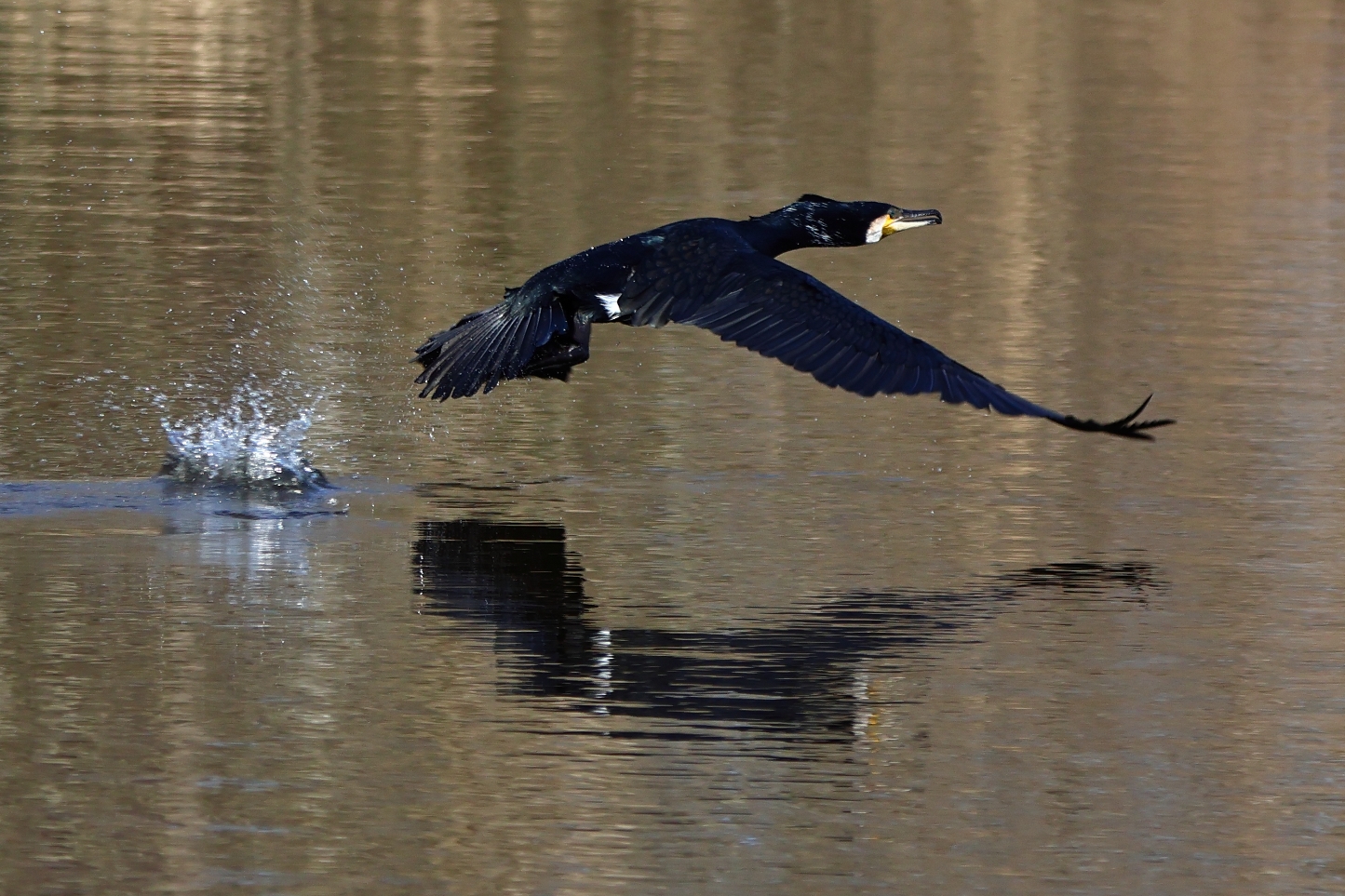 Natasja Klein Nulent