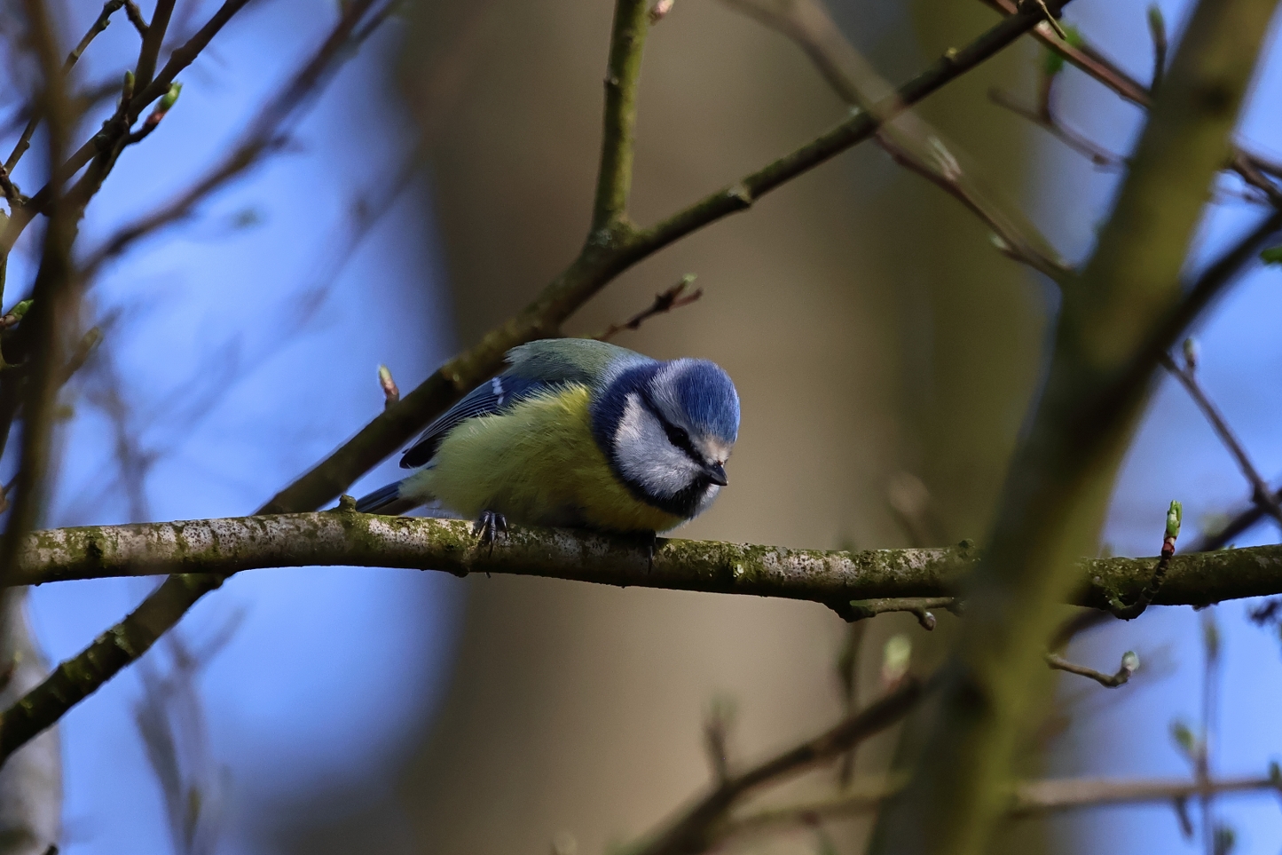 Natasja Klein Nulent