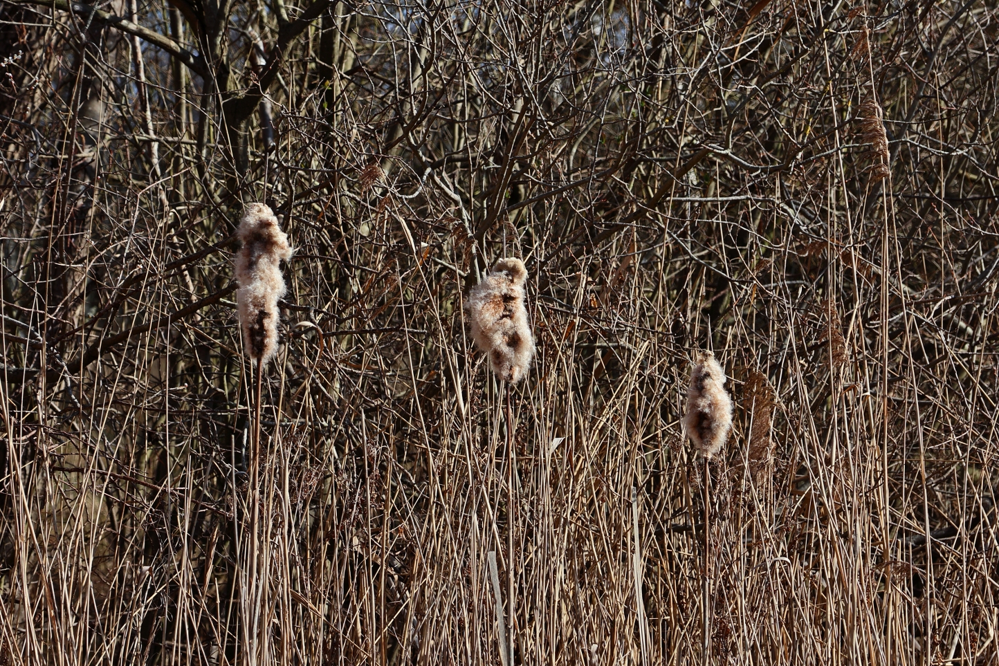 Natasja Klein Nulent