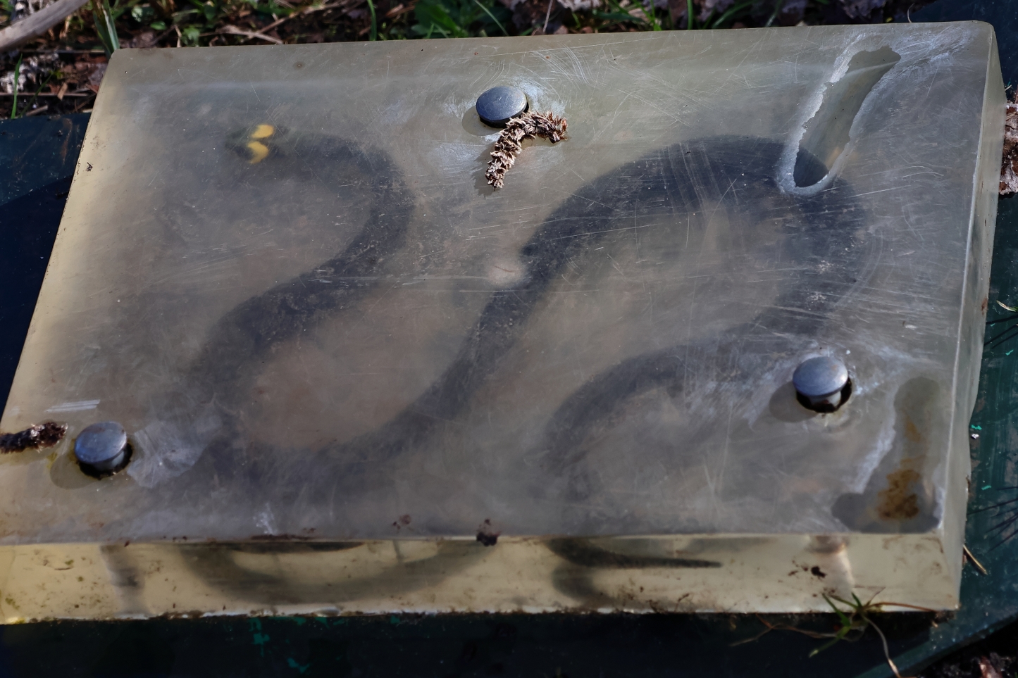 Natasja Klein Nulent