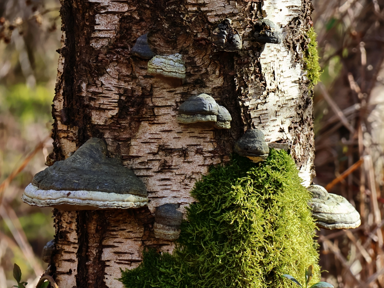 Natasja Klein Nulent