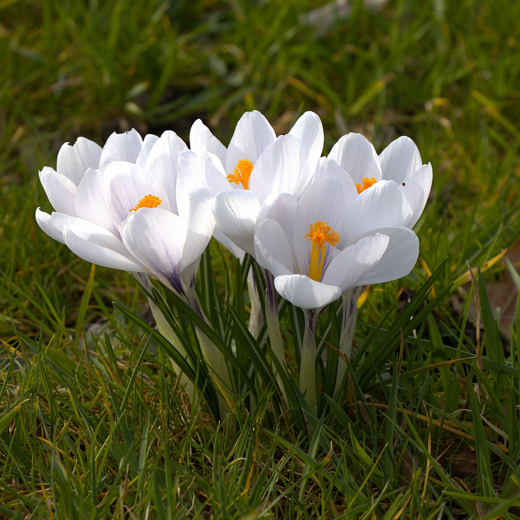 Willem Brons