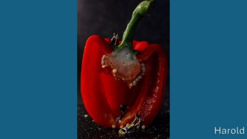 Miniatuurfotografie